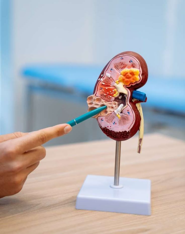 preparing for a urologist visit what to expect when consulting